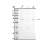 Anti-EGLN3 Antibody Picoband® Boster Bio