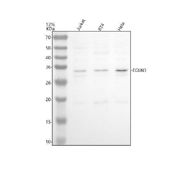 Anti-EGLN3 Antibody Picoband® Boster Bio