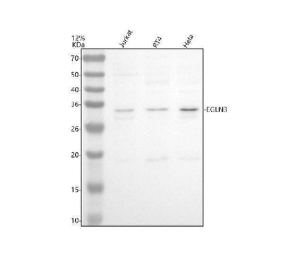 Anti-EGLN3 Antibody Picoband® Boster Bio