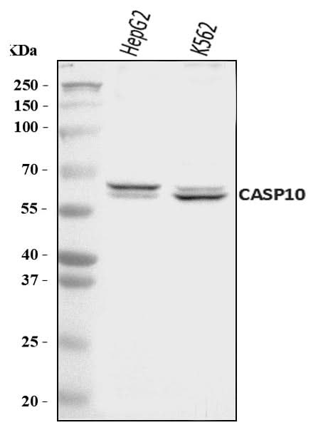 Anti-Caspase-10/CASP10 Antibody Picoband® Boster Bio