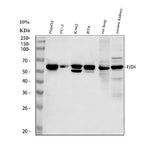 Anti-Frizzled 4/FZD4 Antibody Picoband® Boster Bio