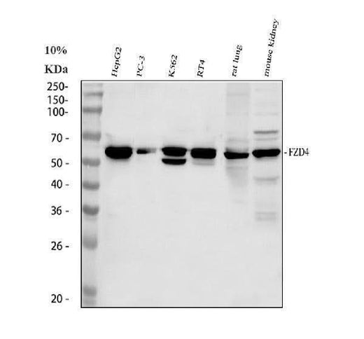 Anti-Frizzled 4/FZD4 Antibody Picoband® Boster Bio