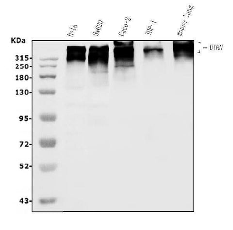 Anti-Utrophin/UTRN Antibody Picoband® Boster Bio