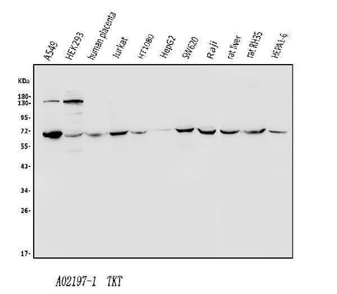 Anti-Transketolase/TKT Antibody Picoband® Boster Bio