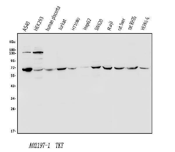 Anti-Transketolase/TKT Antibody Picoband® Boster Bio