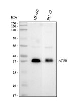 Anti-MATH1/HATH1/ATOH1 Antibody Picoband® Boster Bio