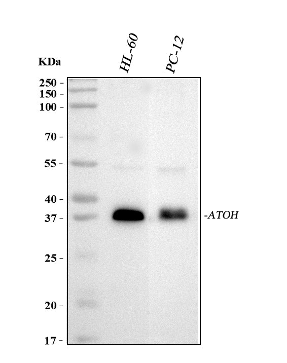 Anti-MATH1/HATH1/ATOH1 Antibody Picoband® Boster Bio