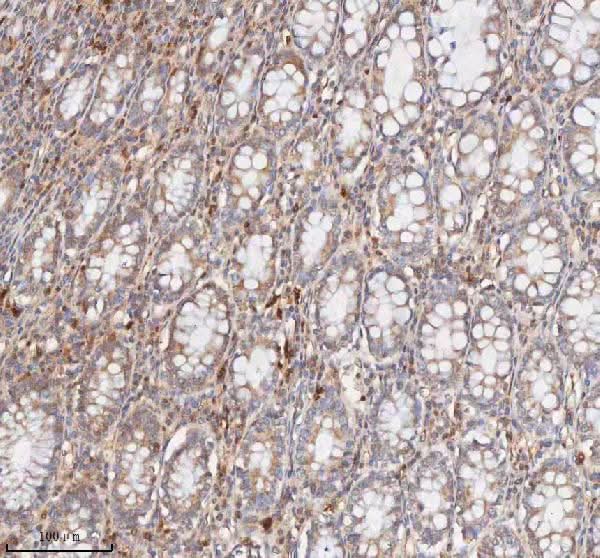 Anti-CD127/IL7R Antibody Picoband® Boster Bio