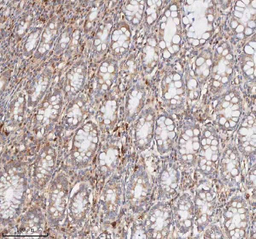 Anti-CD127/IL7R Antibody Picoband® Boster Bio