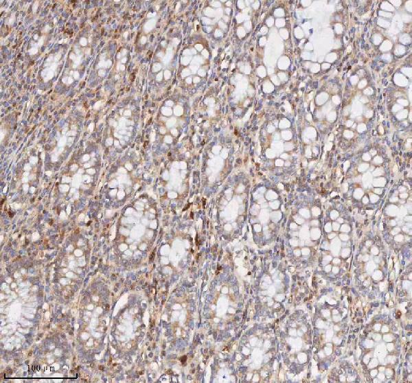 Anti-CD127/IL7R Antibody Picoband® Boster Bio