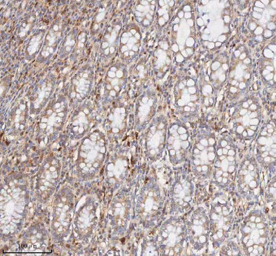 Anti-CD127/IL7R Antibody Picoband® Boster Bio