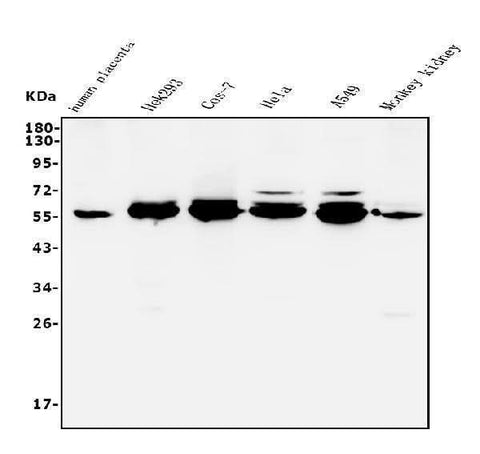 Anti-STK3/MST-2 Antibody Picoband® Boster Bio