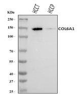 Anti-COL6A1 Antibody Picoband® Boster Bio