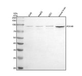 Anti-PDE4B Antibody Picoband® Boster Bio