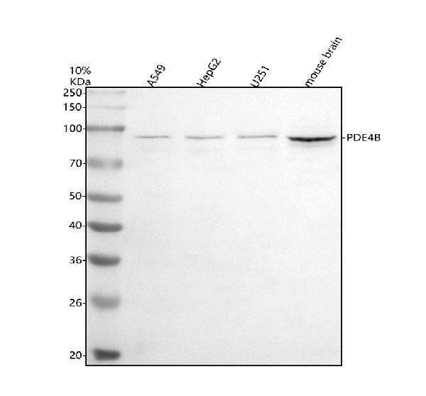 Anti-PDE4B Antibody Picoband® Boster Bio