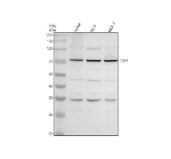 Anti-TDP1 Antibody Picoband® Boster Bio