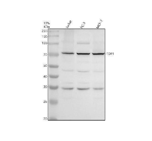 Anti-TDP1 Antibody Picoband® Boster Bio