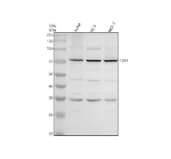 Anti-TDP1 Antibody Picoband® Boster Bio