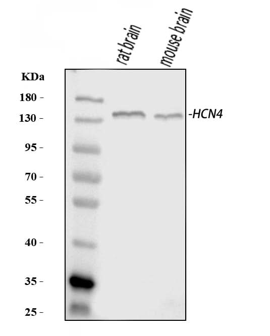 Anti-HCN4 Antibody Picoband® Boster Bio