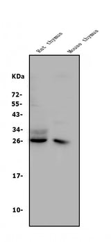 Anti-CD8 alpha/Cd8a Antibody Picoband® Boster Bio