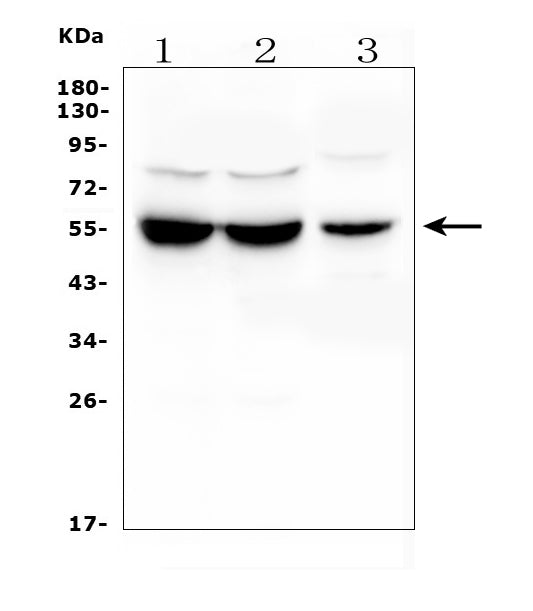 Anti-UGT1A6 Antibody Picoband® Boster Bio