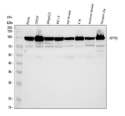 Anti-SFPQ Antibody Picoband® Boster Bio