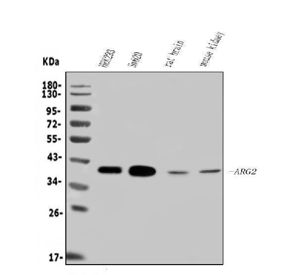 Anti-ARG2 Antibody Picoband® Boster Bio