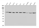 Anti-GLUT9/SLC2A9 Antibody Picoband® Boster Bio