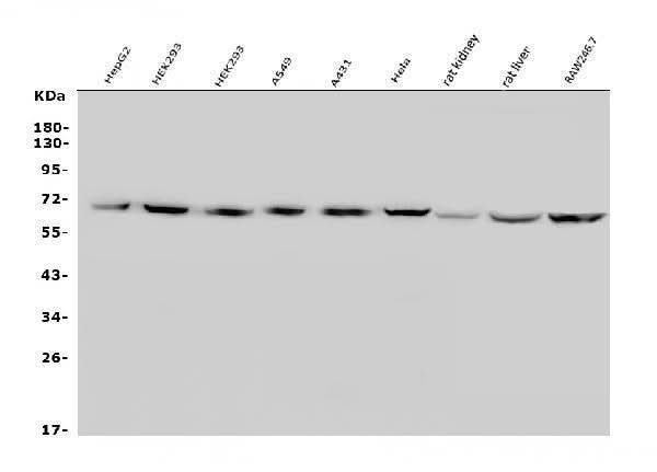Anti-GLUT9/SLC2A9 Antibody Picoband® Boster Bio