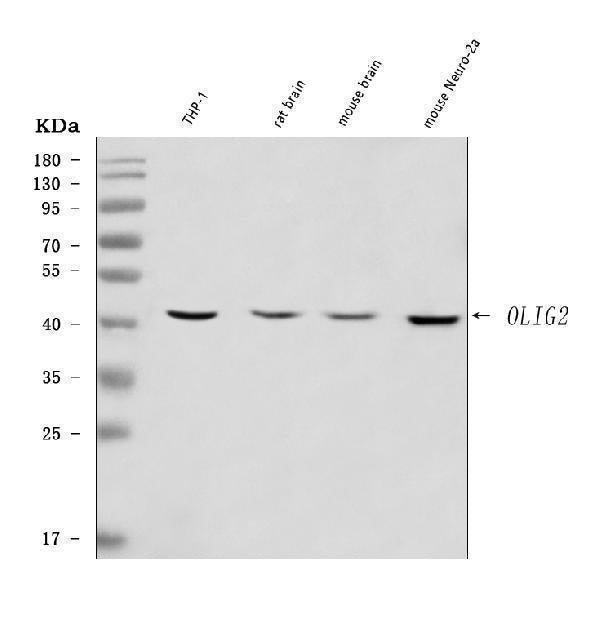 Anti-OLIG2 Antibody Picoband® Boster Bio
