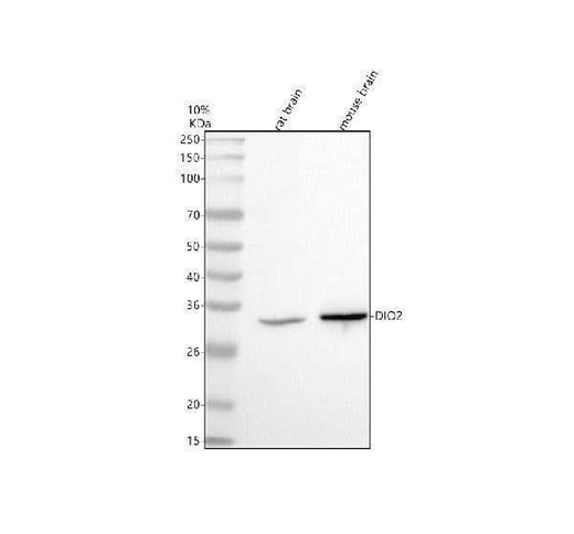 Anti-DIO2 Antibody Picoband® Boster Bio