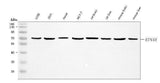 Anti-Nogo receptor/NgR1/RTN4R Antibody Picoband® Boster Bio