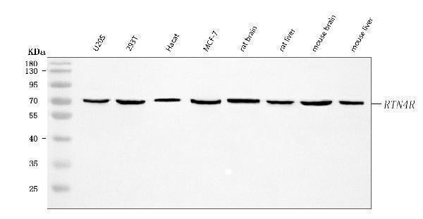 Anti-Nogo receptor/NgR1/RTN4R Antibody Picoband® Boster Bio