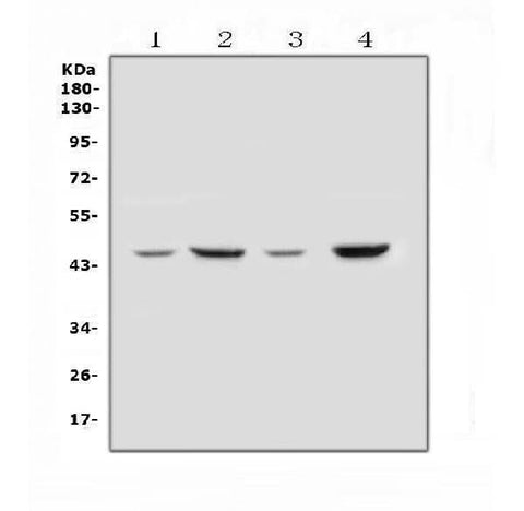 Anti-SOX3 Antibody Picoband® Boster Bio