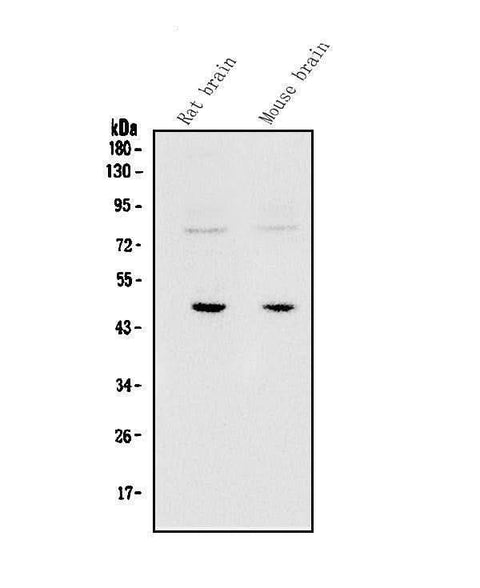 Anti-SOX3 Antibody Picoband® Boster Bio