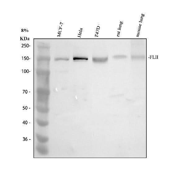 Anti-Flightless I/FLII Antibody Picoband® Boster Bio