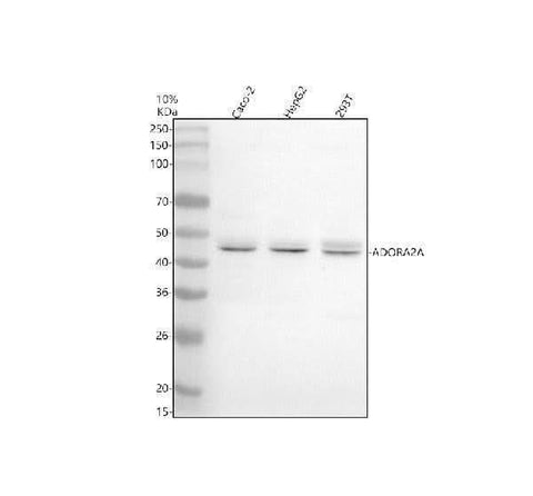 Anti-ADORA2A Antibody Picoband® Boster Bio
