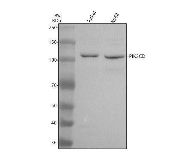 Anti-PI3 Kinase p110 Delta/PIK3CD Antibody Picoband® Boster Bio