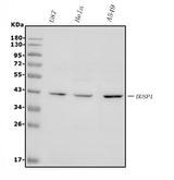 Anti-MKP-1/DUSP1 Antibody Picoband® Boster Bio