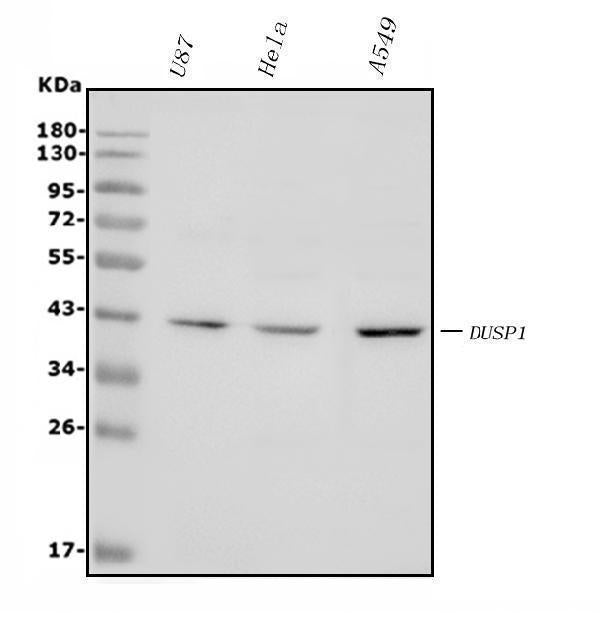 Anti-MKP-1/DUSP1 Antibody Picoband® Boster Bio