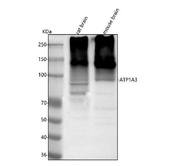 Anti-ATP1A3 Antibody Picoband® Boster Bio