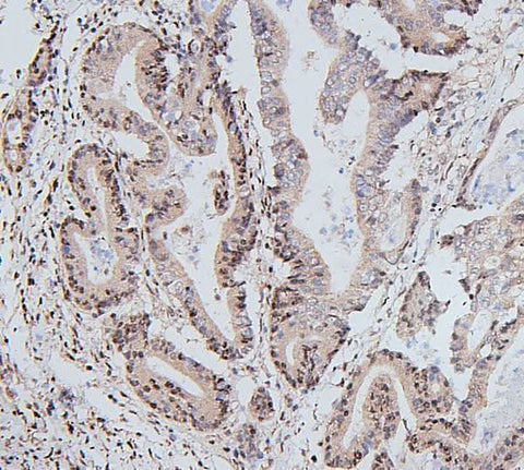 Anti-UBE2I/UBC9 Antibody Picoband® Boster Bio