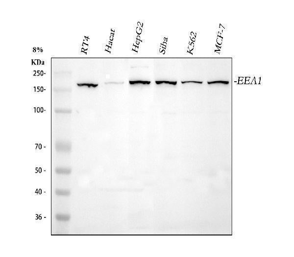 Anti-EEA1 Antibody Picoband® Boster Bio