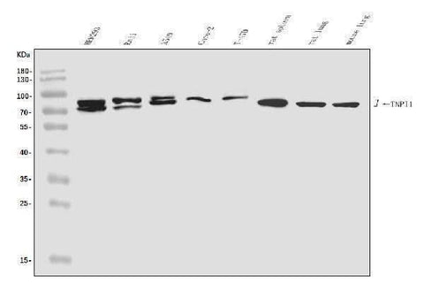 Anti-TNIP1 Antibody Picoband® Boster Bio