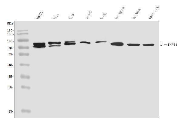 Anti-TNIP1 Antibody Picoband® Boster Bio