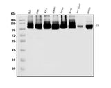 Anti-MCM4 Antibody Picoband® Boster Bio