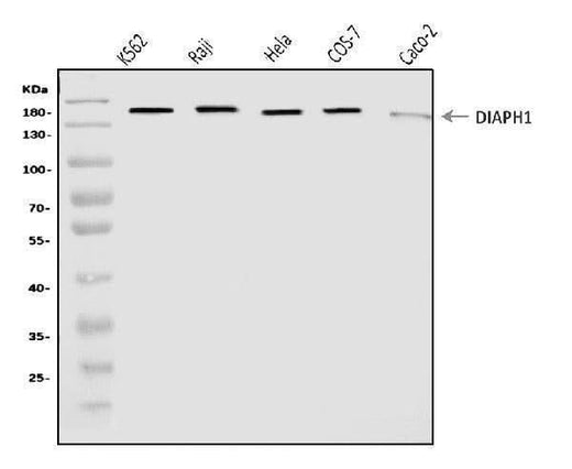 Anti-DIAPH1 Antibody Picoband® Boster Bio