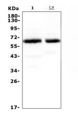 Anti-Synaptotagmin 1/SYT1 Antibody Picoband® Boster Bio