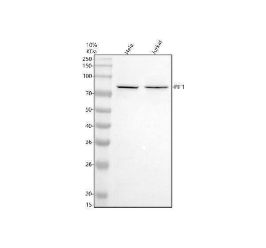 Anti-PIF1 Antibody Picoband® Boster Bio