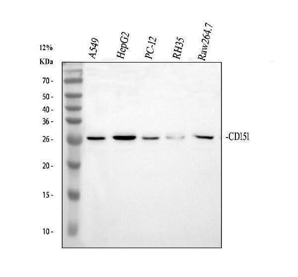 Anti-CD151 Antibody Picoband® Boster Bio